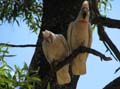Major Mitchell's Cockatoos